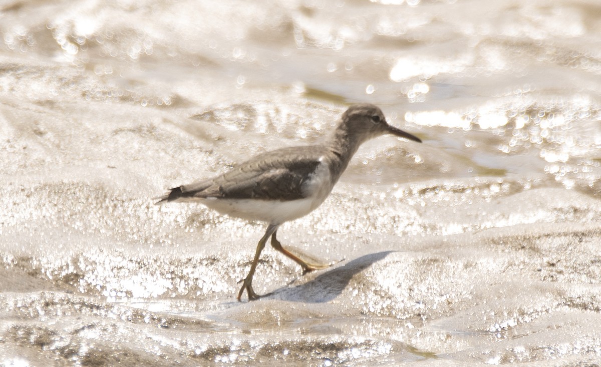 Spotted Sandpiper - ML645491054