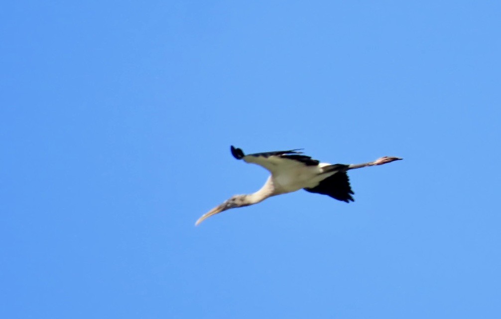 Wood Stork - ML645491055