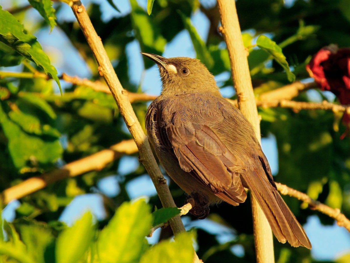 White-gaped Honeyeater - ML645491056
