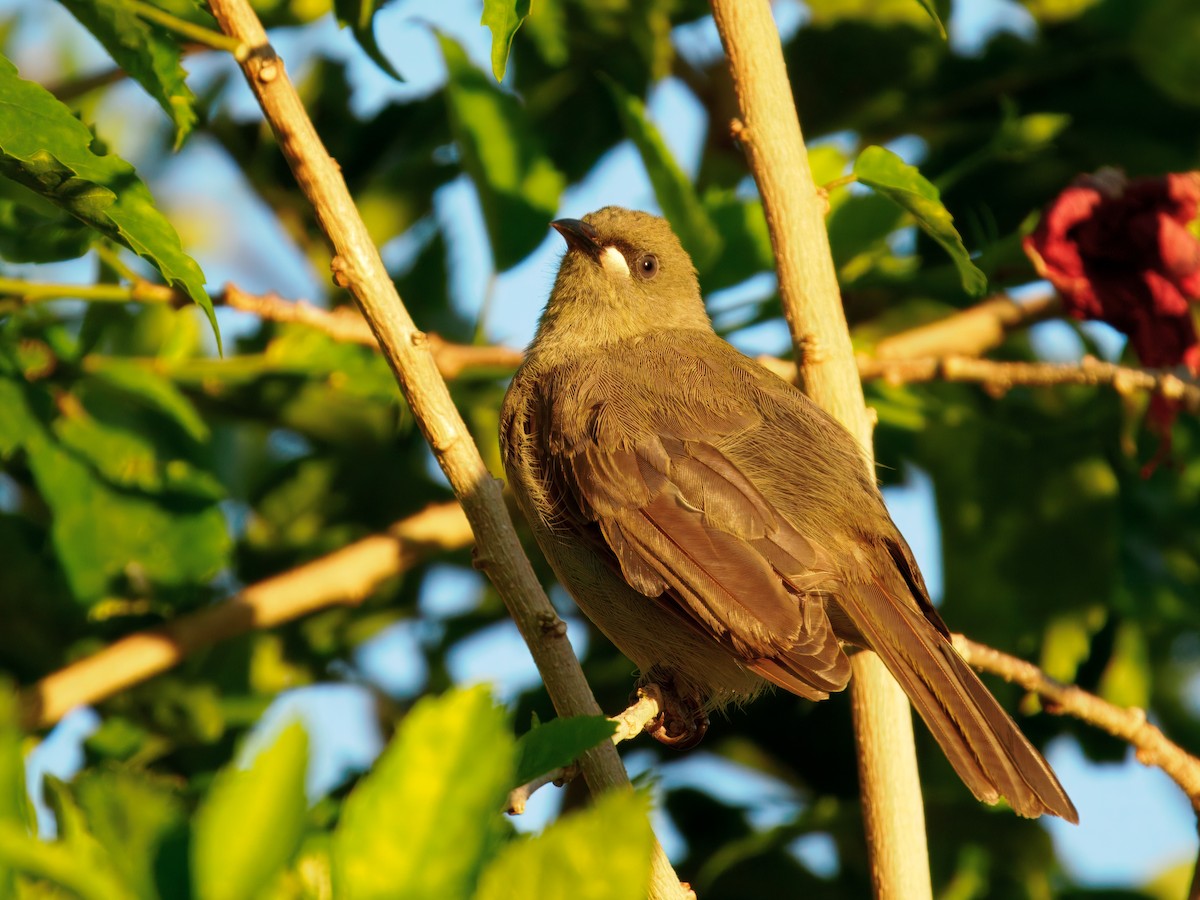 White-gaped Honeyeater - ML645491057