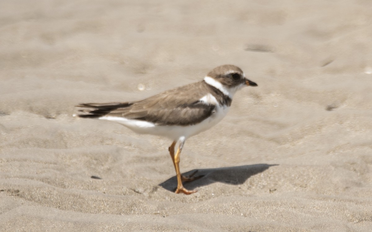 Semipalmated Plover - ML645491060