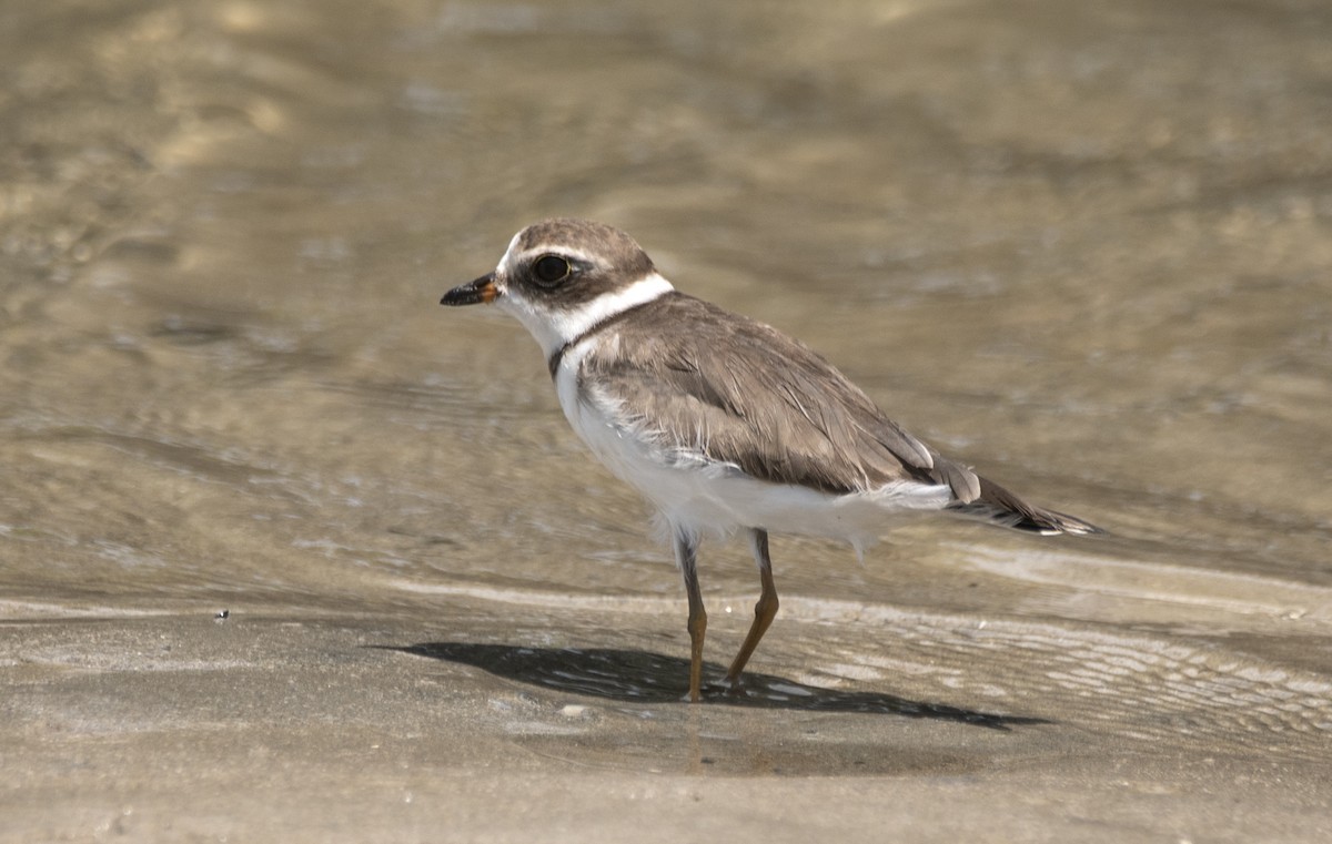 Semipalmated Plover - ML645491061