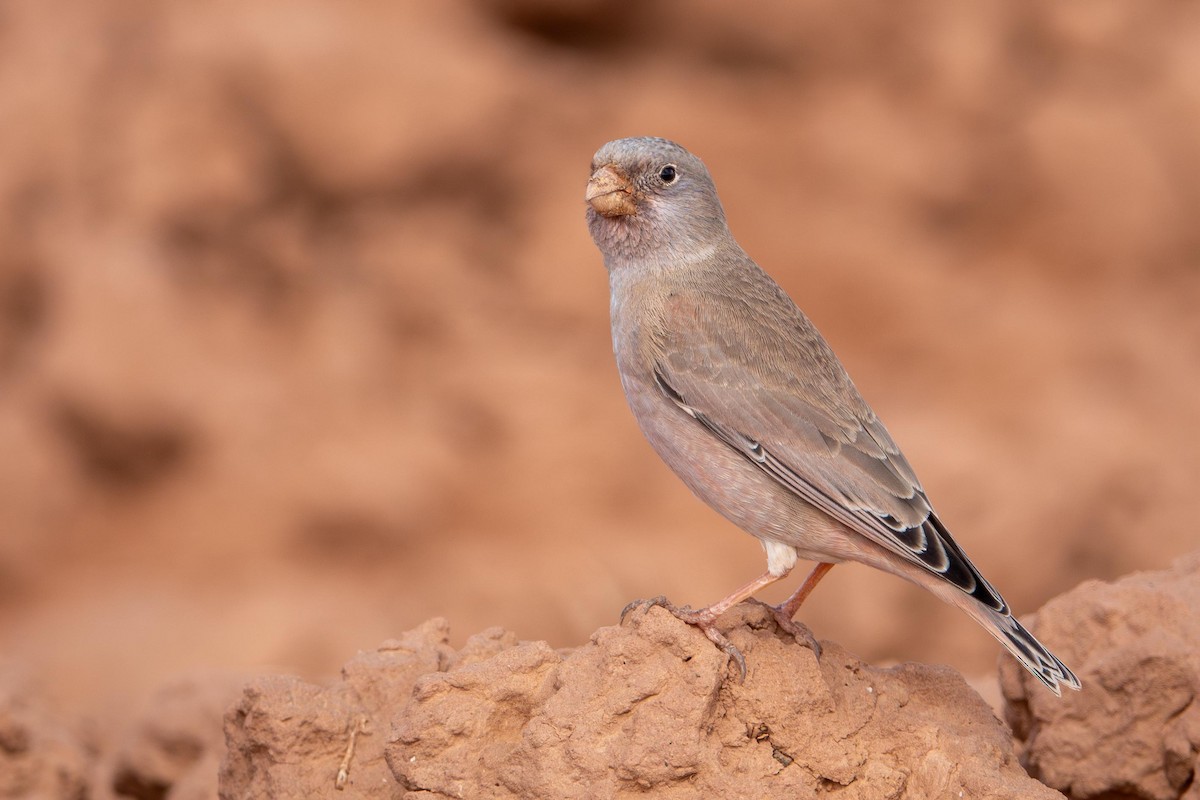 Trumpeter Finch - ML645491062