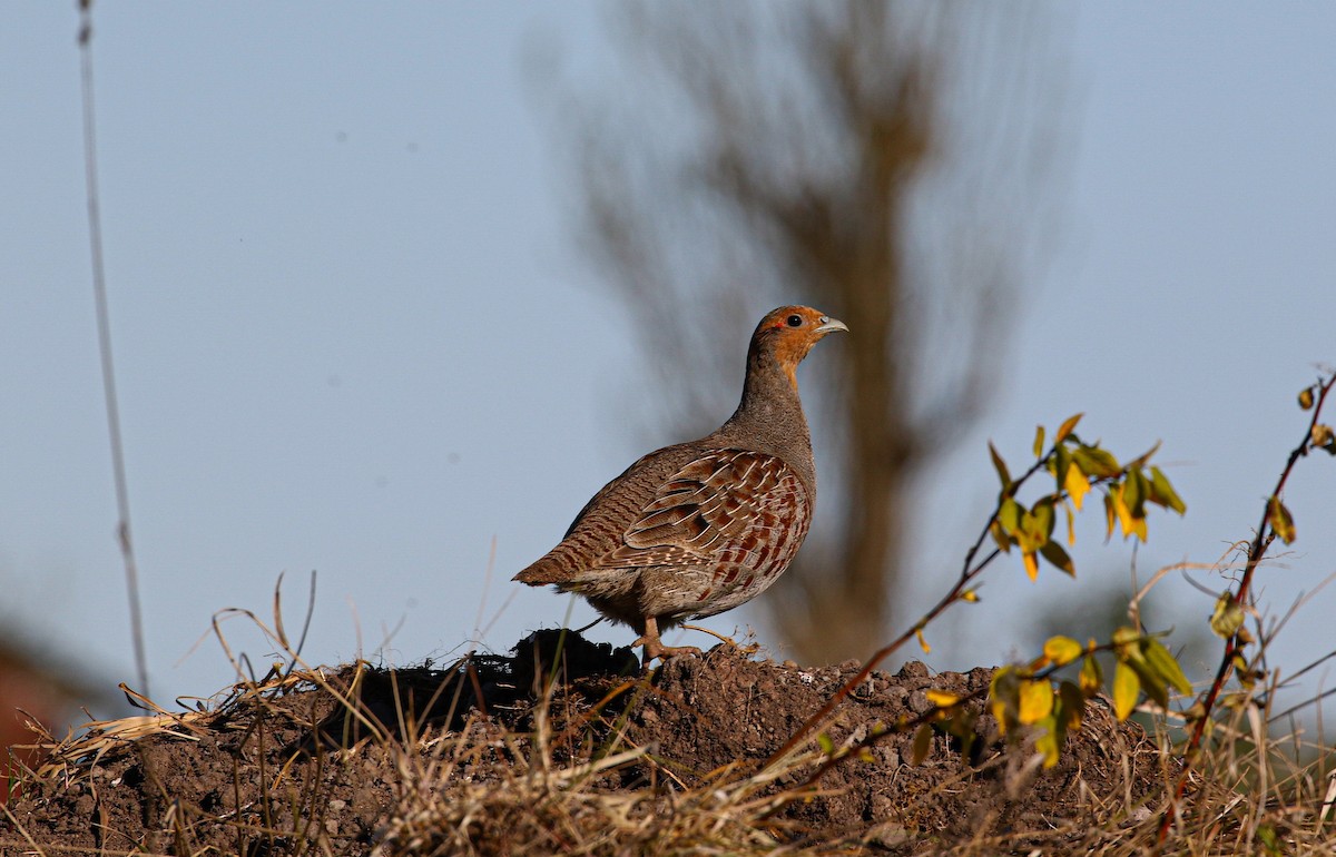 Gray Partridge - ML645491063
