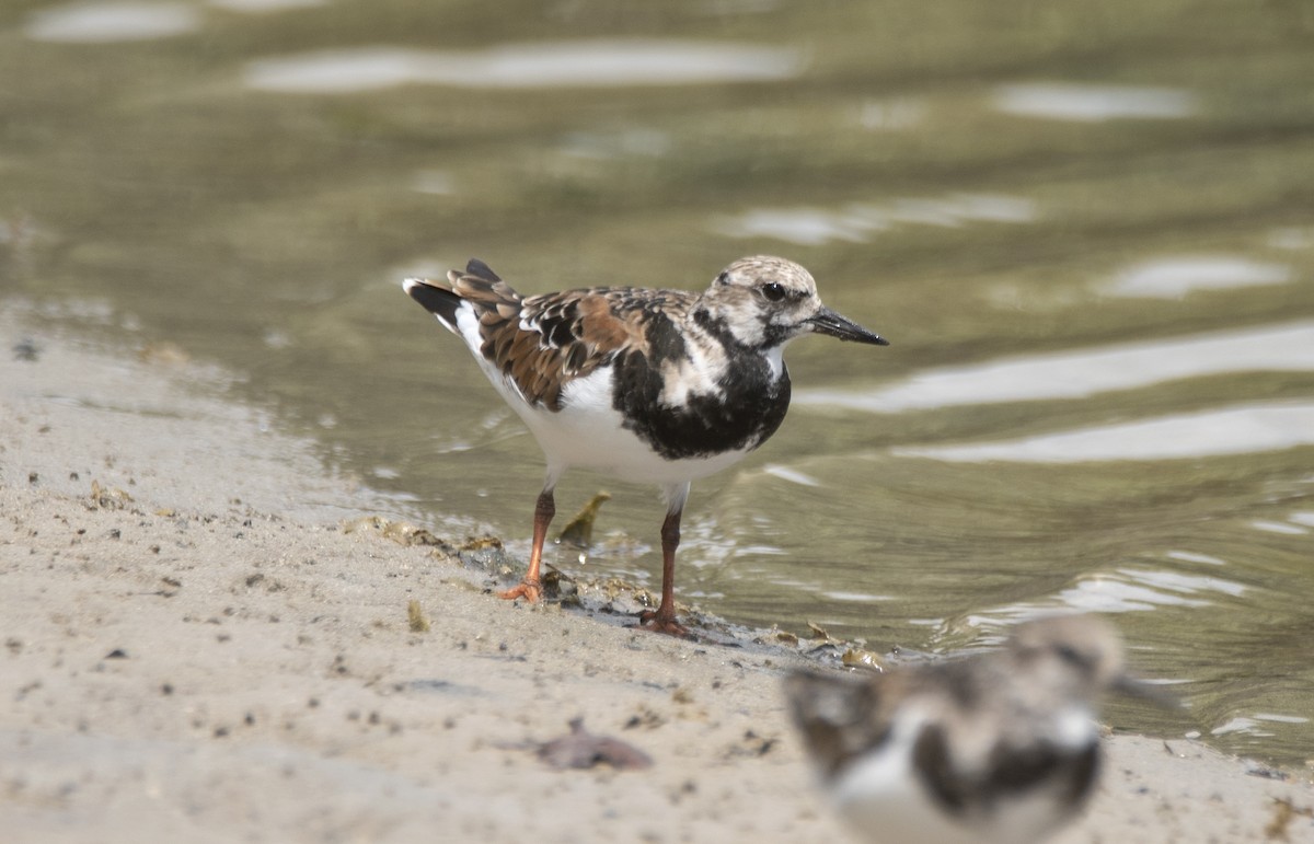 翻石鷸 - ML645491065