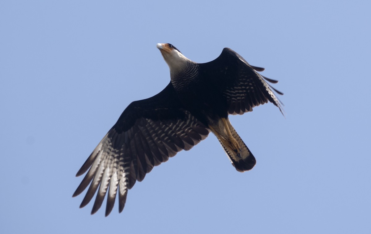 Crested Caracara - ML645491068