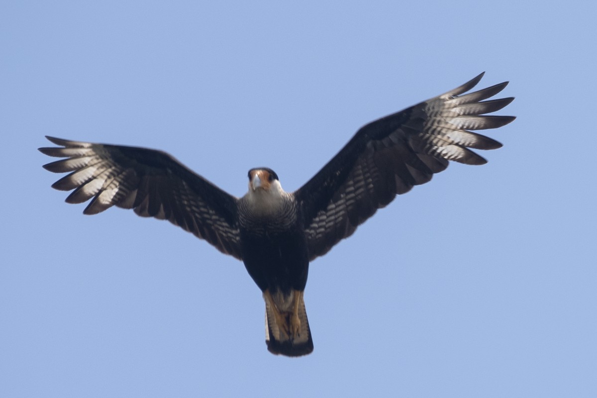 Crested Caracara - ML645491069