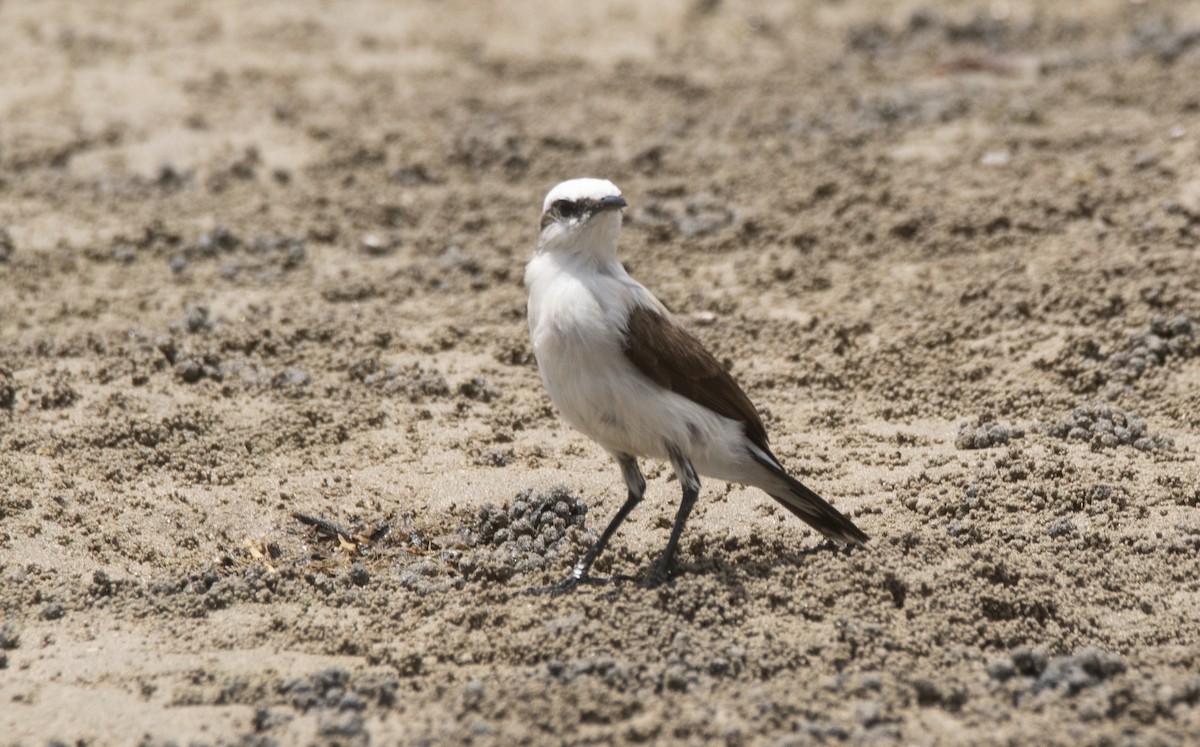 Masked Water-Tyrant - ML645491074