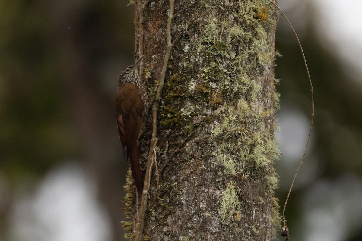 Dağ Tırmaşık - ML645491076