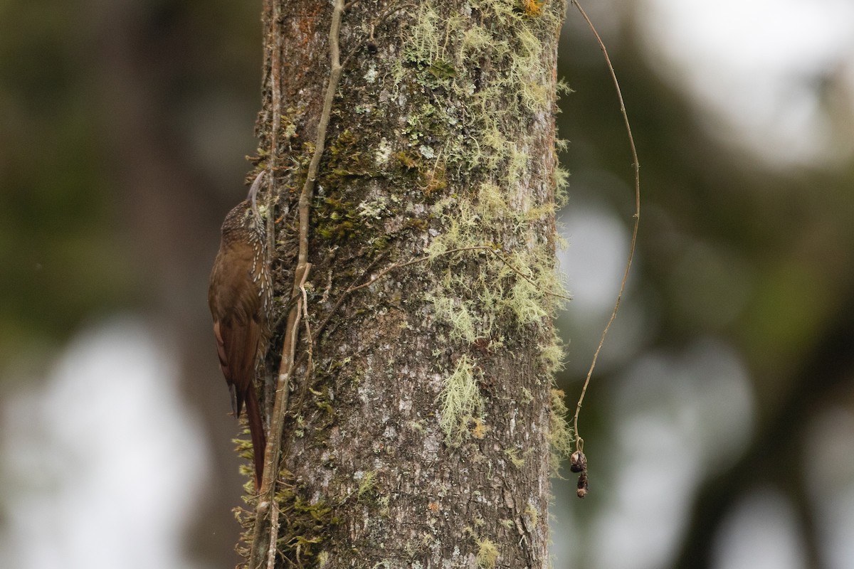 Dağ Tırmaşık - ML645491077