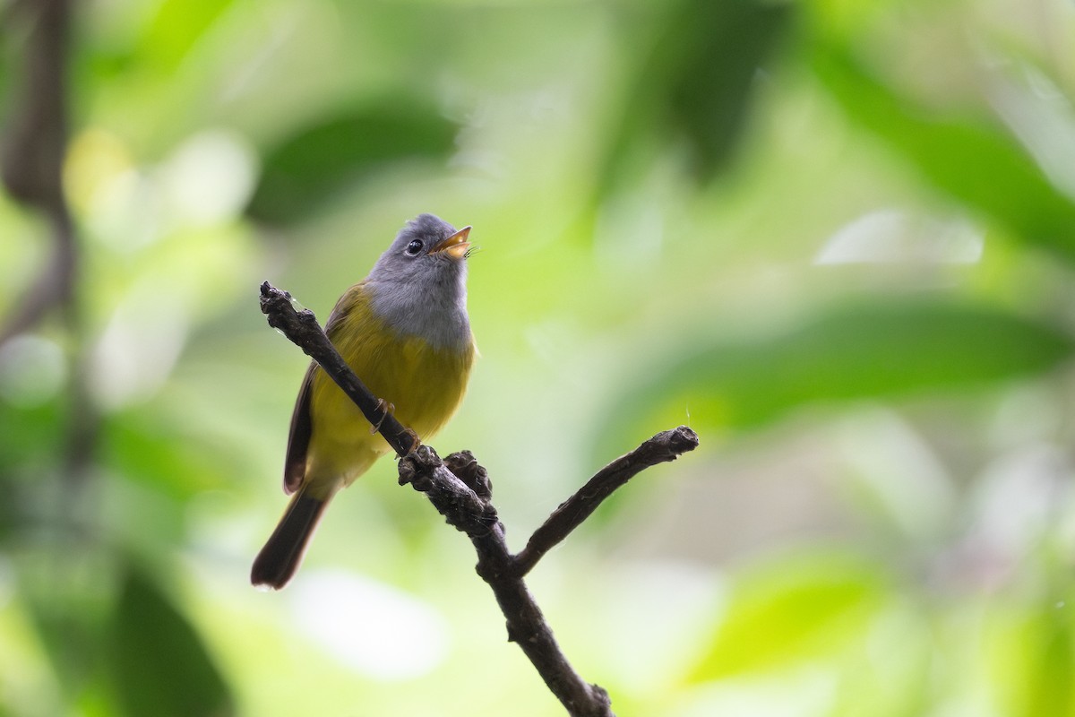 Gray-headed Canary-Flycatcher - ML645491094