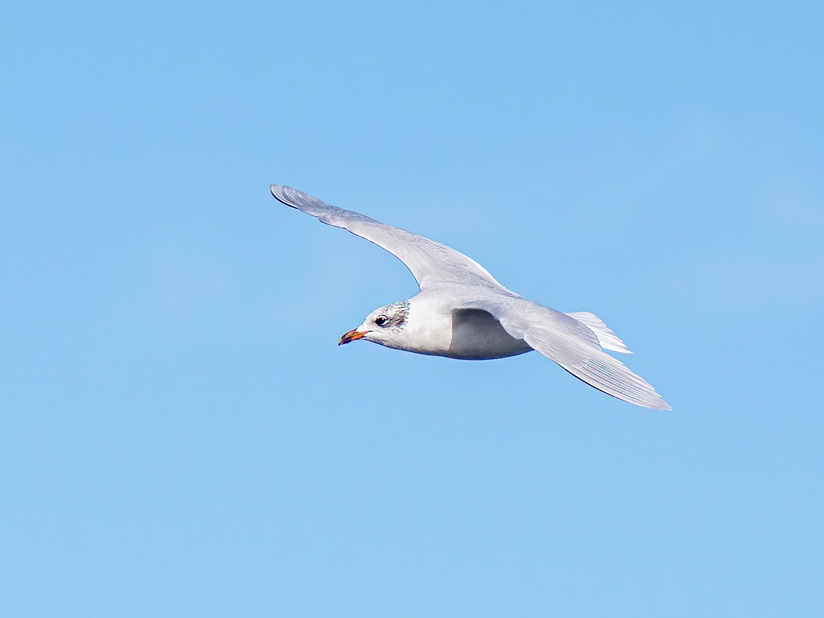 Mediterranean Gull - ML645491095