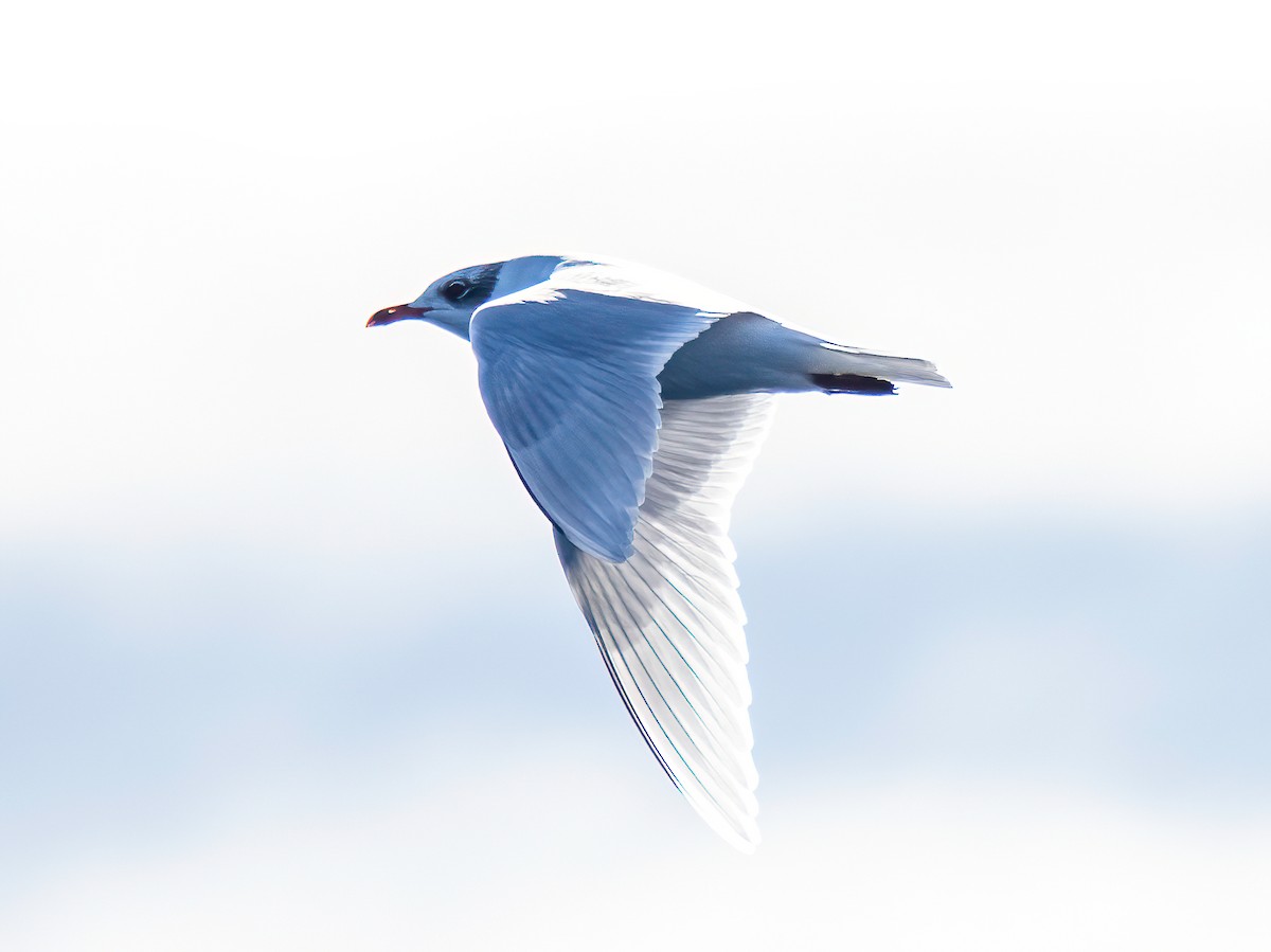 Mediterranean Gull - ML645491096