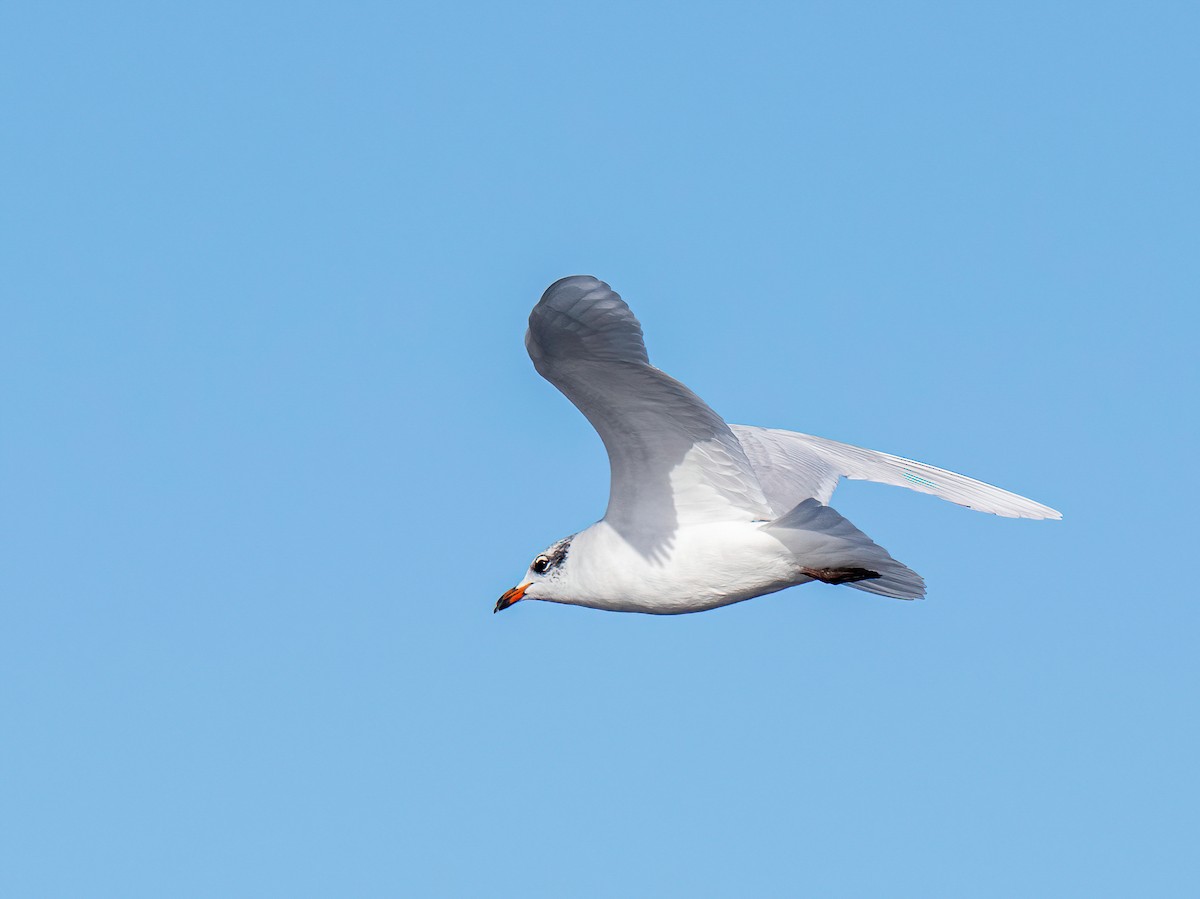Mediterranean Gull - ML645491097