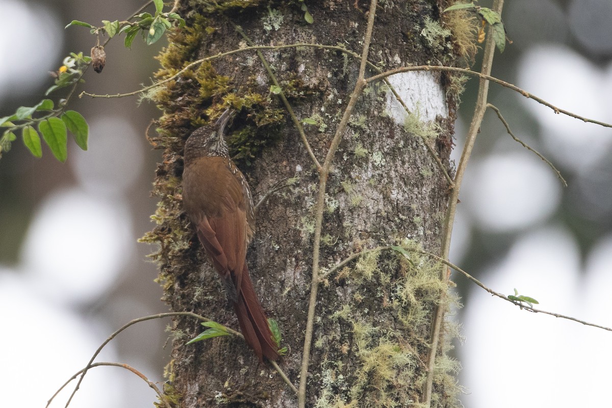 Dağ Tırmaşık - ML645491098