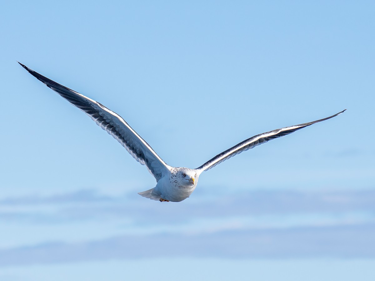 Zafferano - ML645491104