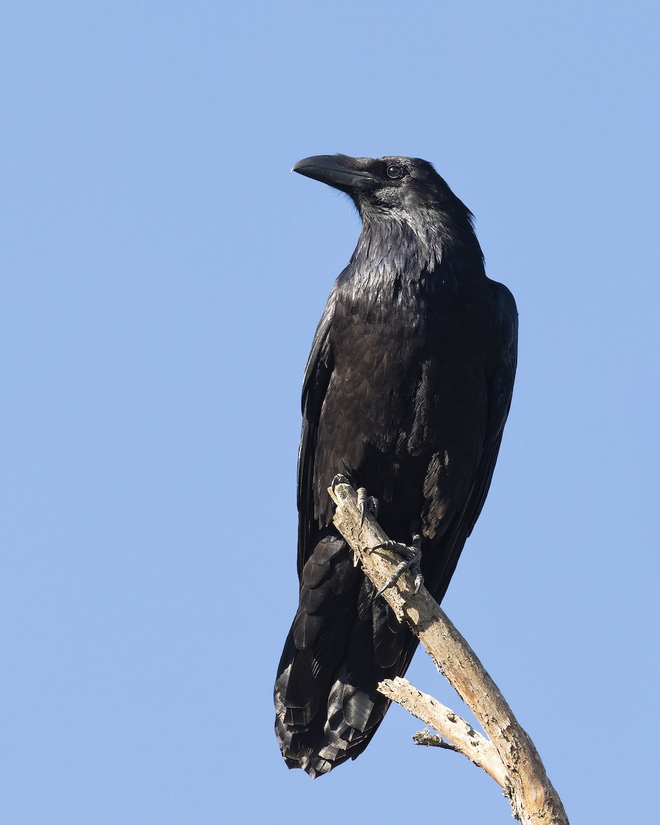 Common Raven - ML645491107