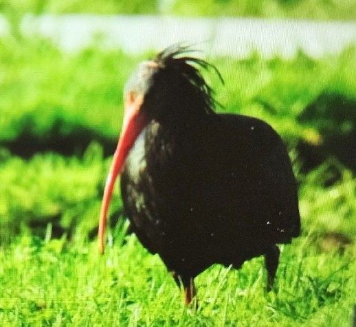 Northern Bald Ibis - ML645491110