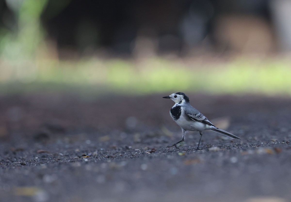 White Wagtail - ML645491111