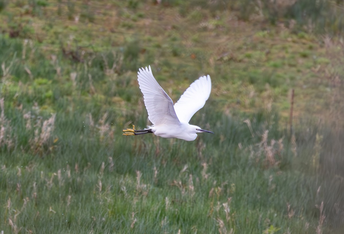 Little Egret - ML645491125
