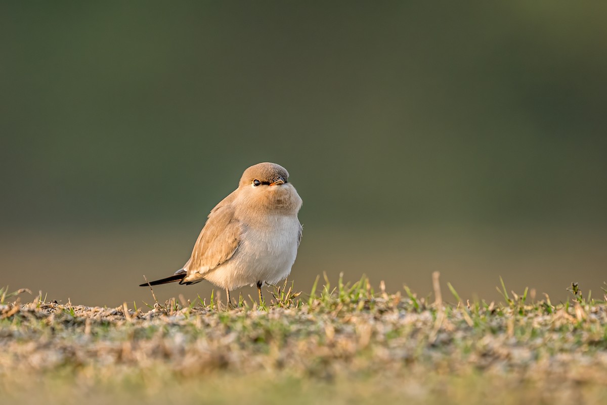 Small Pratincole - ML645491127