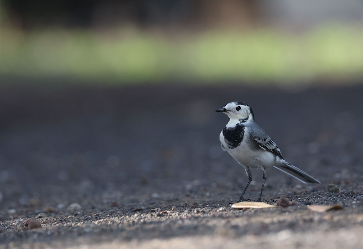 White Wagtail - ML645491152