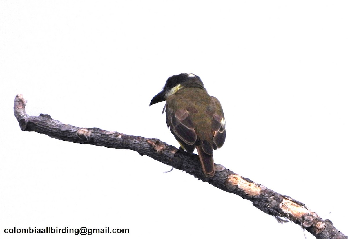 Boat-billed Flycatcher - ML645491155