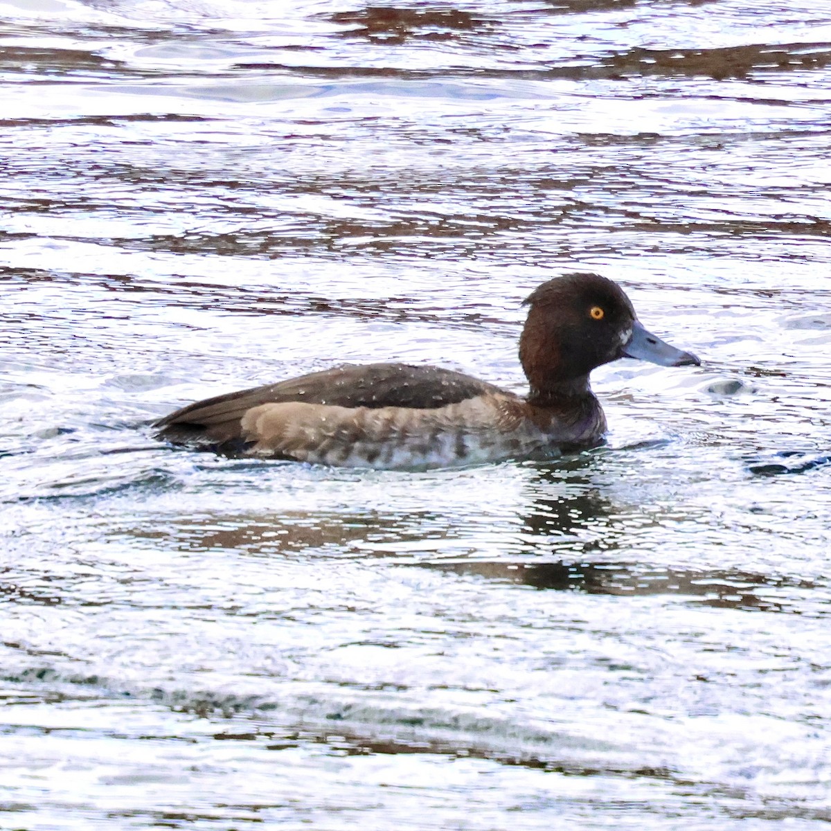 toppand - ML645491157