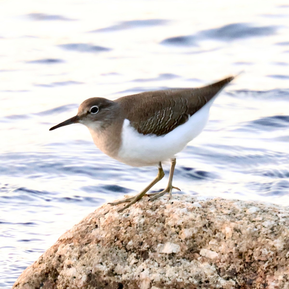 strandsnipe - ML645491160