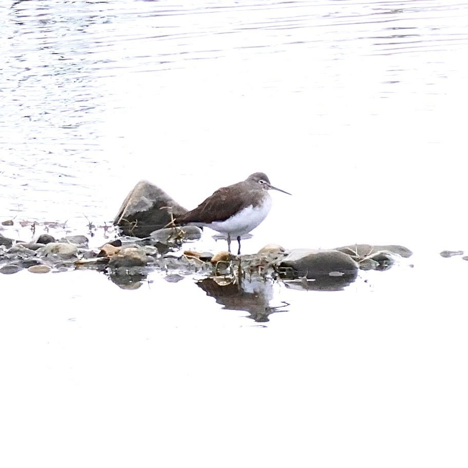 skogsnipe - ML645491164