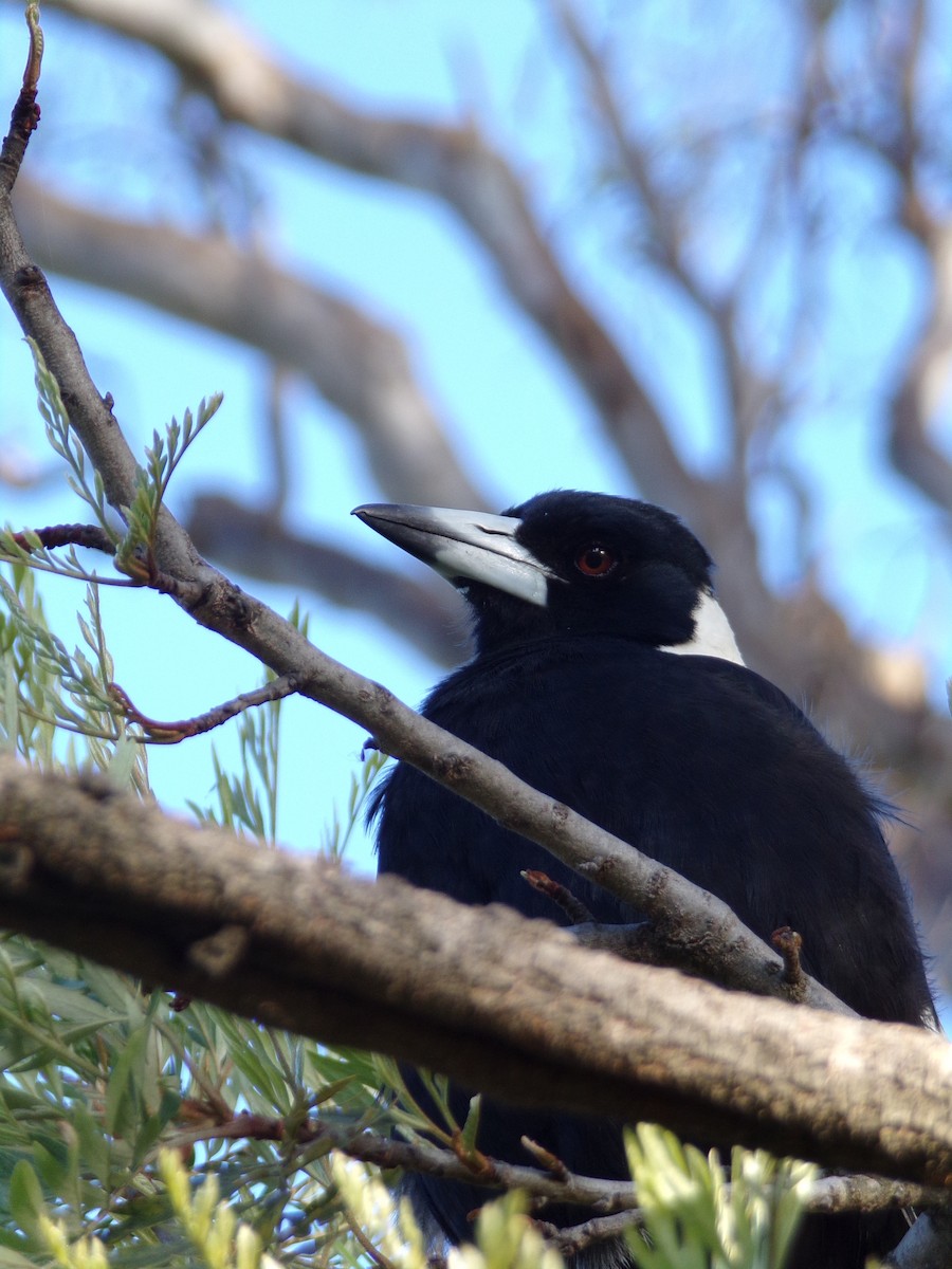 Australian Magpie - ML645491165