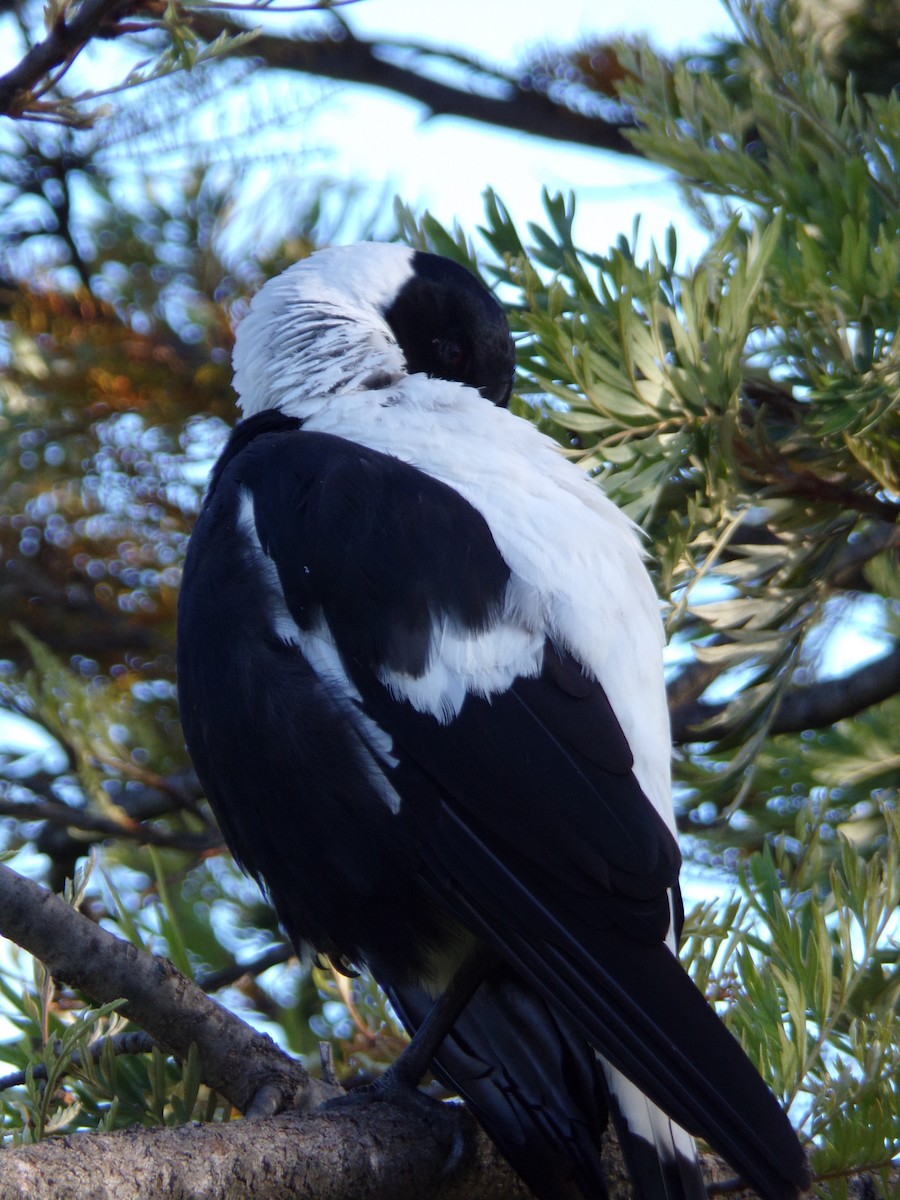 Australian Magpie - ML645491172