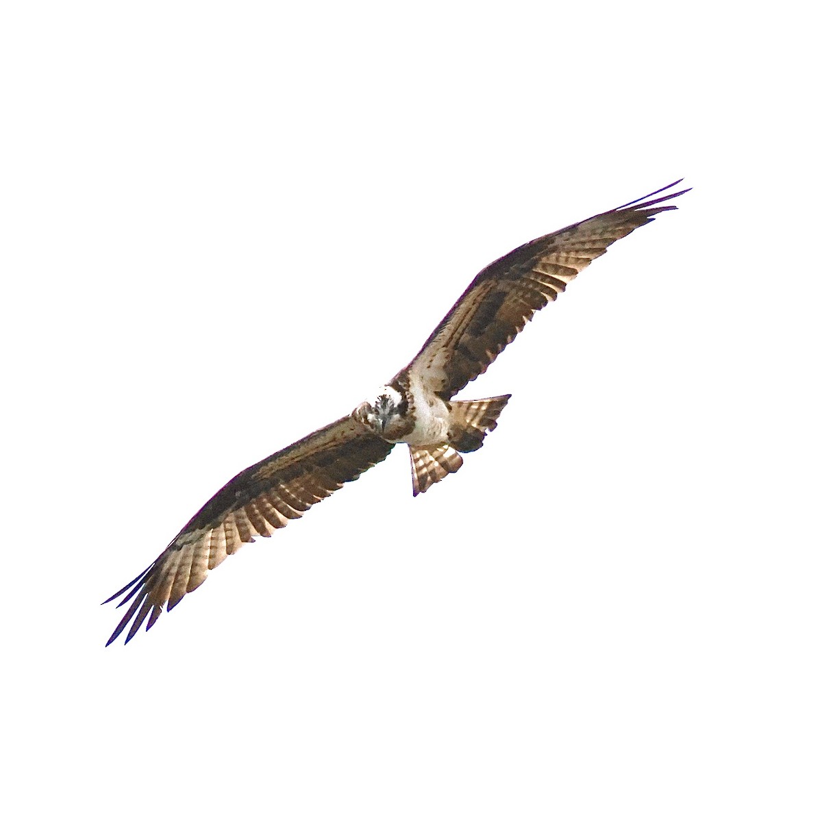 fiskeørn - ML645491173