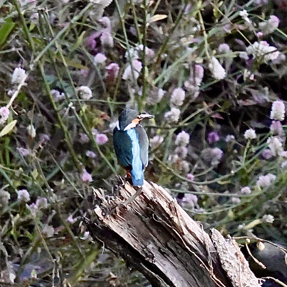 isfugl - ML645491174