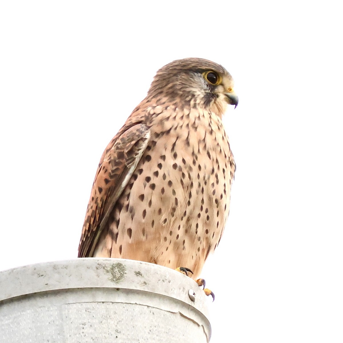 tårnfalk - ML645491177