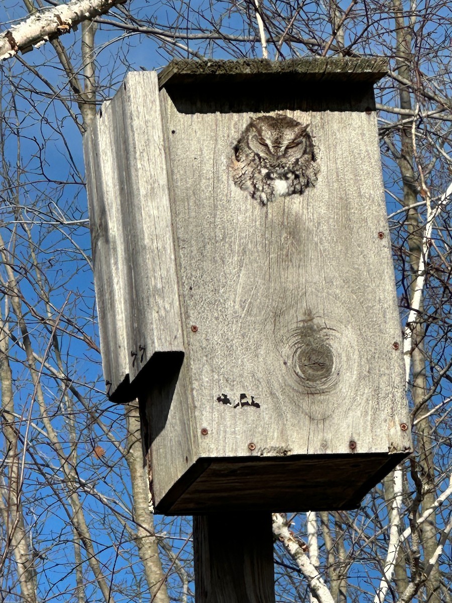 Eastern Screech-Owl - ML645491181