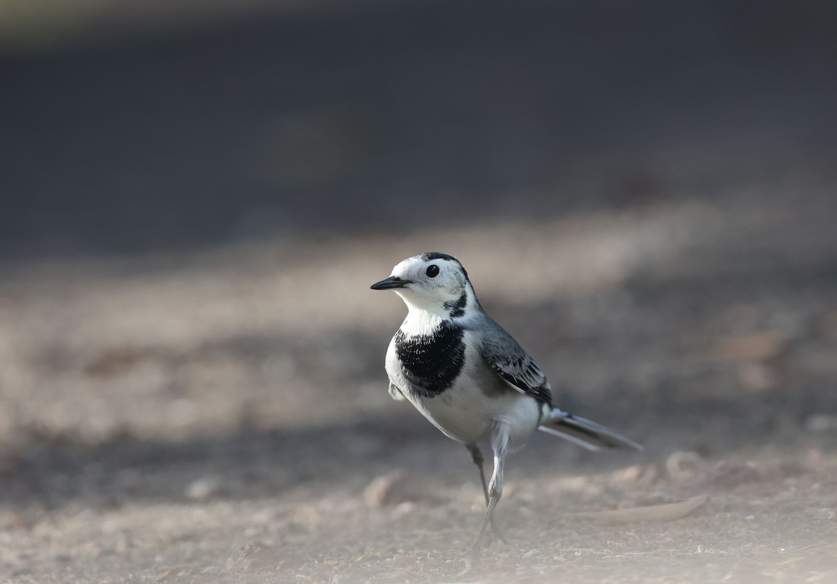 White Wagtail - ML645491184