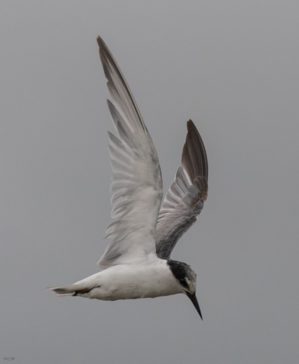 Little Tern - ML645491187