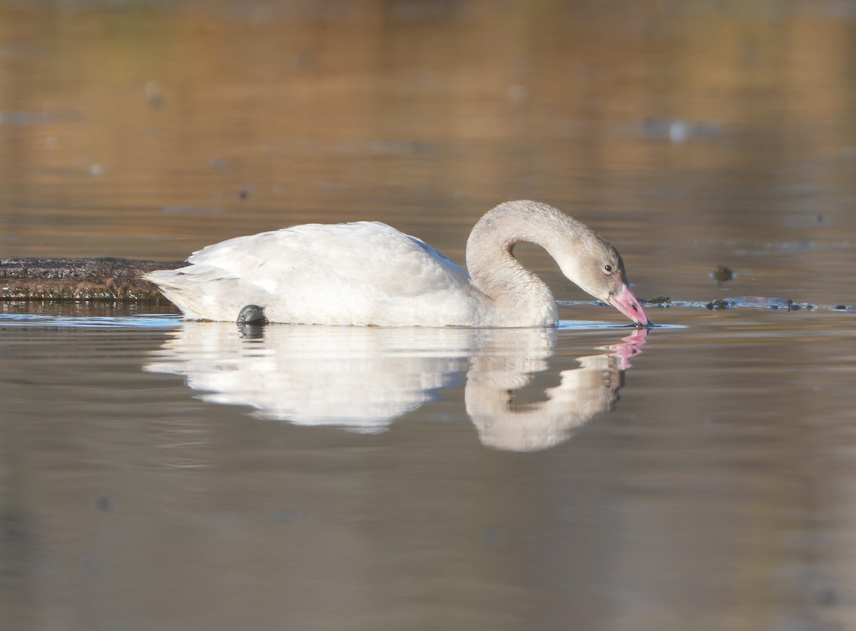 Zwergschwan - ML645491188