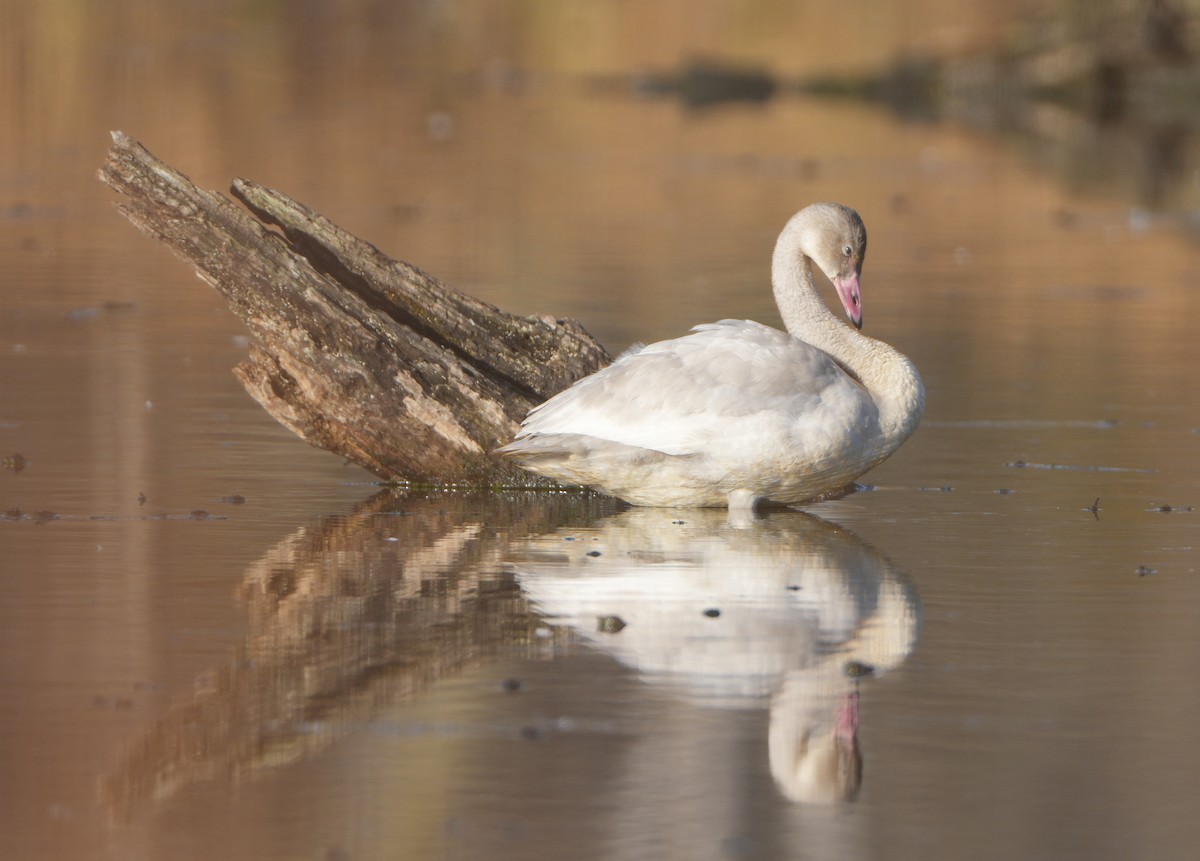 Zwergschwan - ML645491190