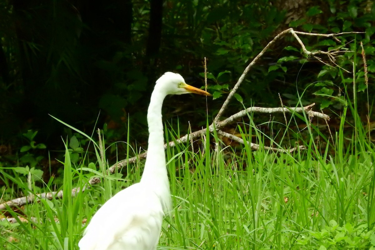Great Egret - ML645491200