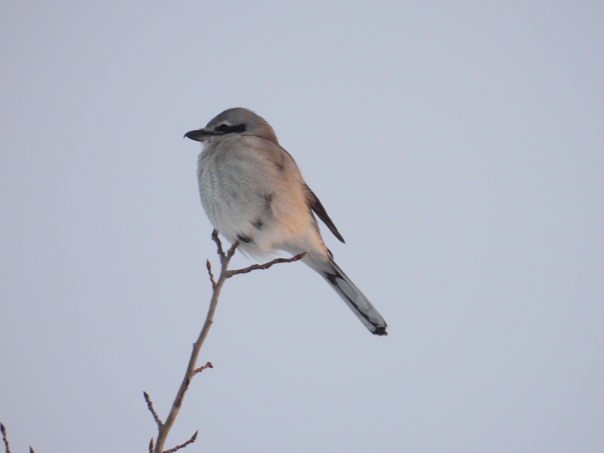 オオモズ - ML645491205