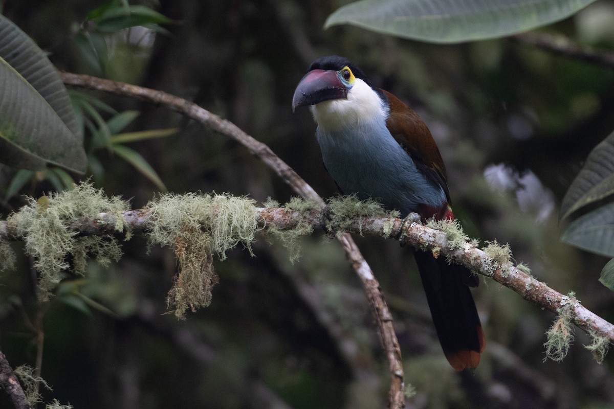 Андигена білощока - ML645491209