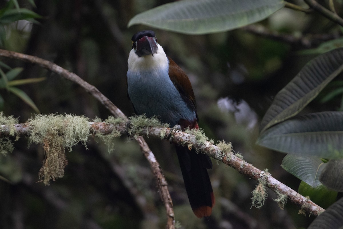 Андигена білощока - ML645491210