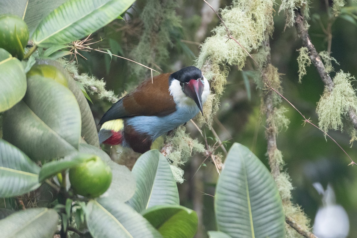Андигена білощока - ML645491211