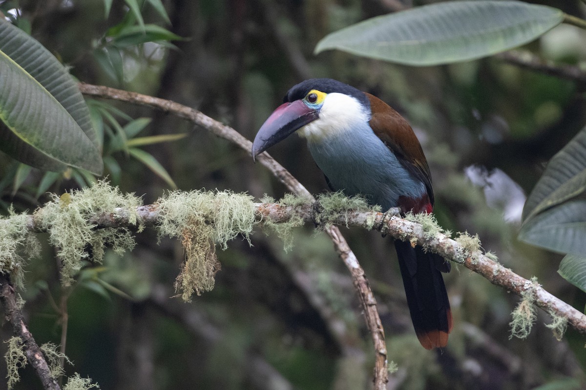 Андигена білощока - ML645491212