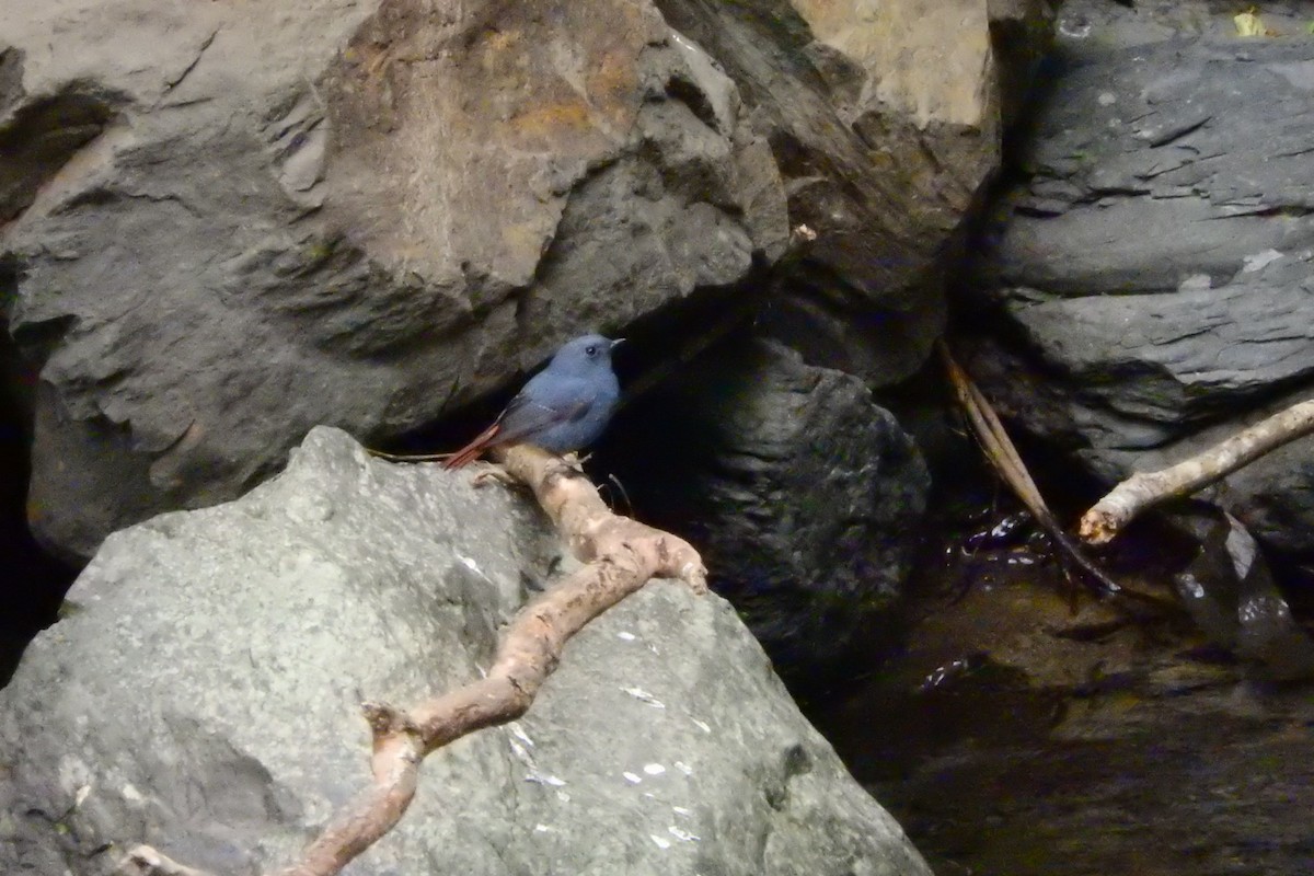 Plumbeous Redstart - ML645491213