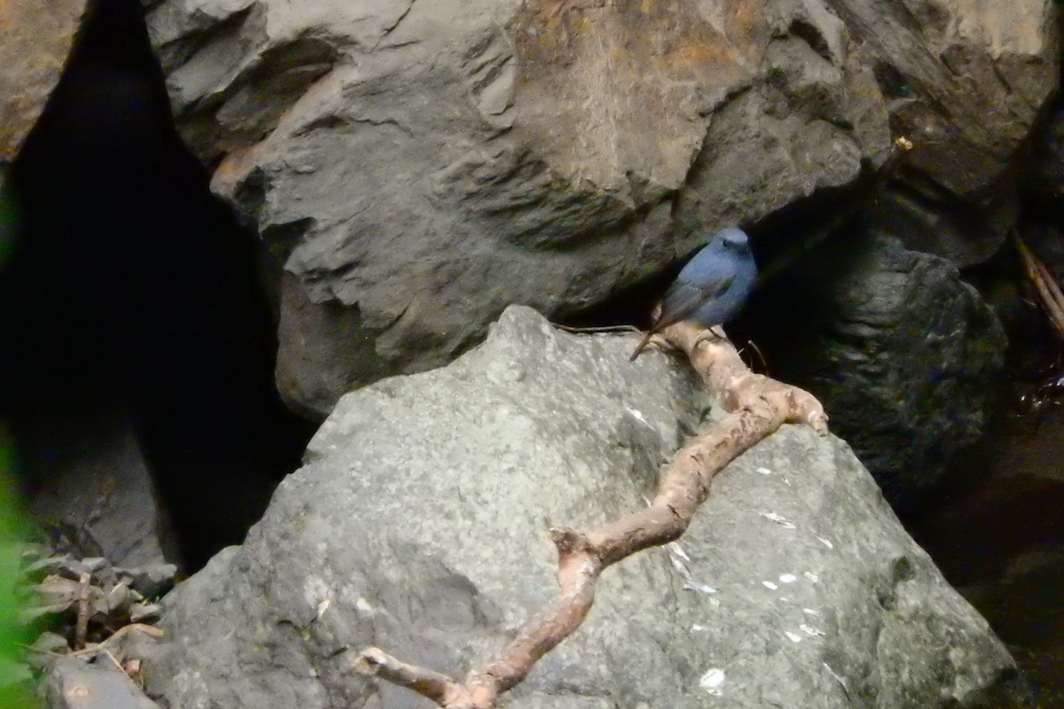 Plumbeous Redstart - ML645491214