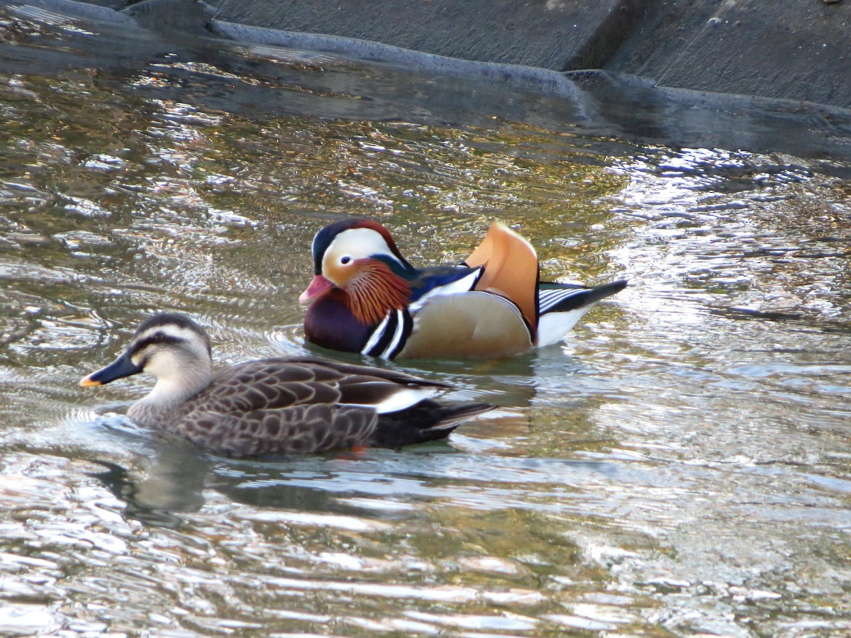 mandarinand - ML645491215