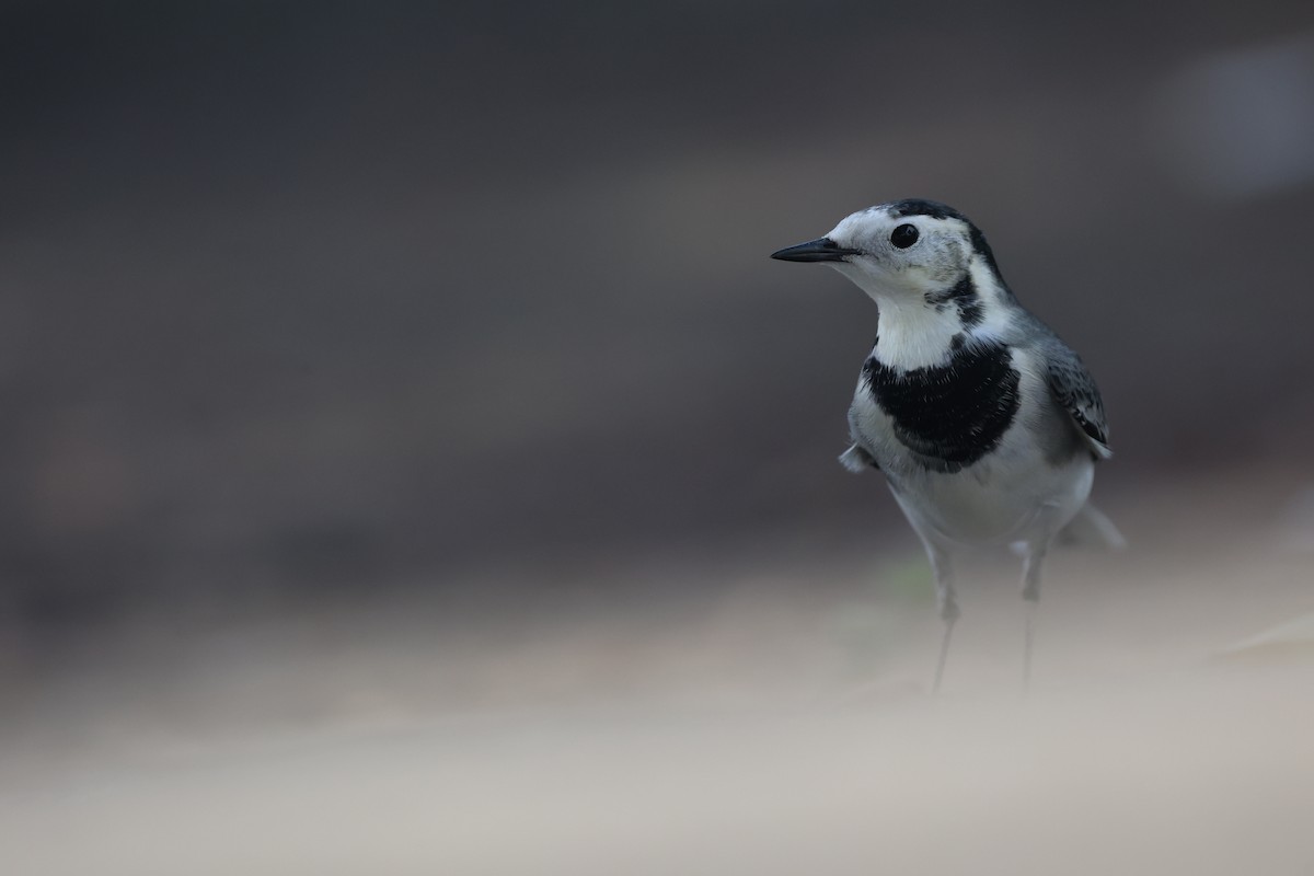 White Wagtail - ML645491218